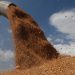 "الحبوب" السعودية تعلن سعر شراء القمح من المزارعين المحليين للموسم القادم