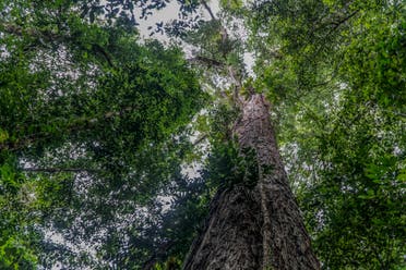 الشجرة العملاقة في غابة الأمازون