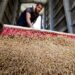 مصر تطرح كميات من مخزون القمح للبيع عبر بورصة السلع