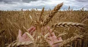 الأمم المتحدة وروسيا تلتزمان باتفاقي تصدير الحبوب والأسمدة