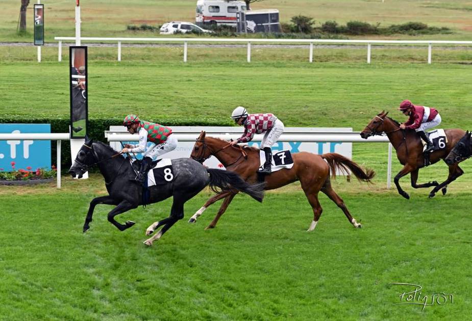 31 خيلاً تتنافس في كأسي الوثبة بفرنسا وبولندا