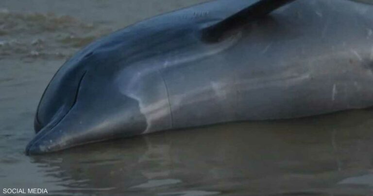 مجزرة بفعل تغيرات المناخ.. 100 دلفين دفعت الثمن