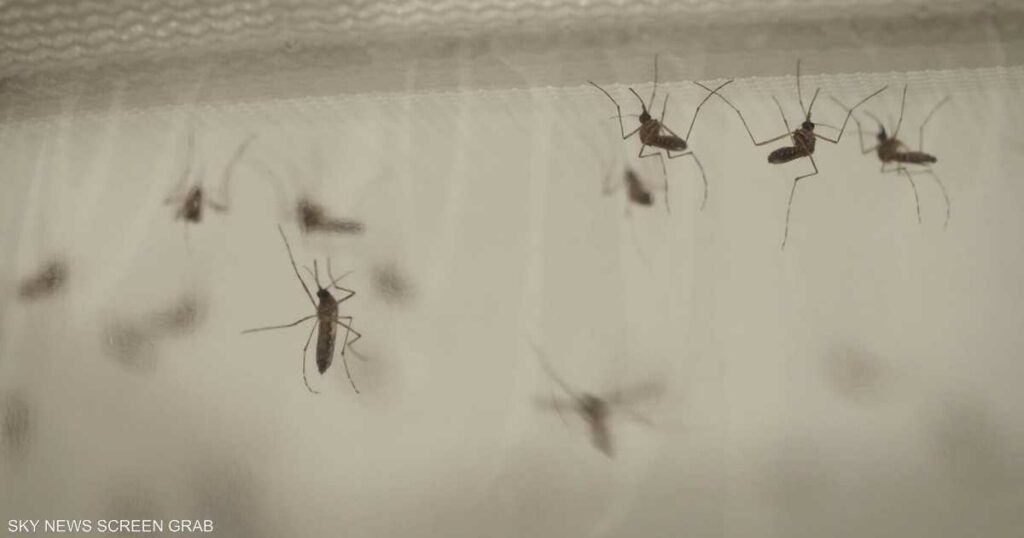 تحذيرات من توطن سلالات جديدة من البعوض في بريطانيا بسبب الحر