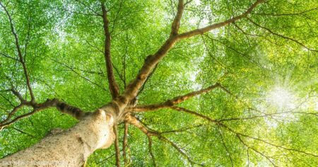 خسائر "خيالية".. اقتصاد العالم سيتجنبها بحماية الطبيعة