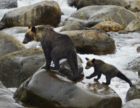 تغير المناخ يقفز بهجمات الدببة في اليابان إلى مستوى قياسي