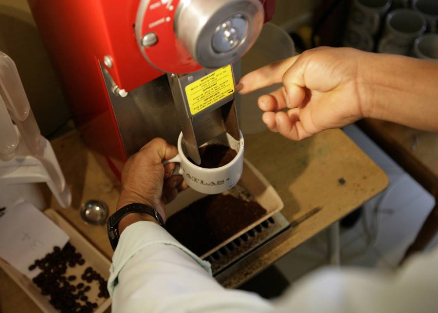 طحن عينة من القهوة في مسابقة تذوق للقهوة