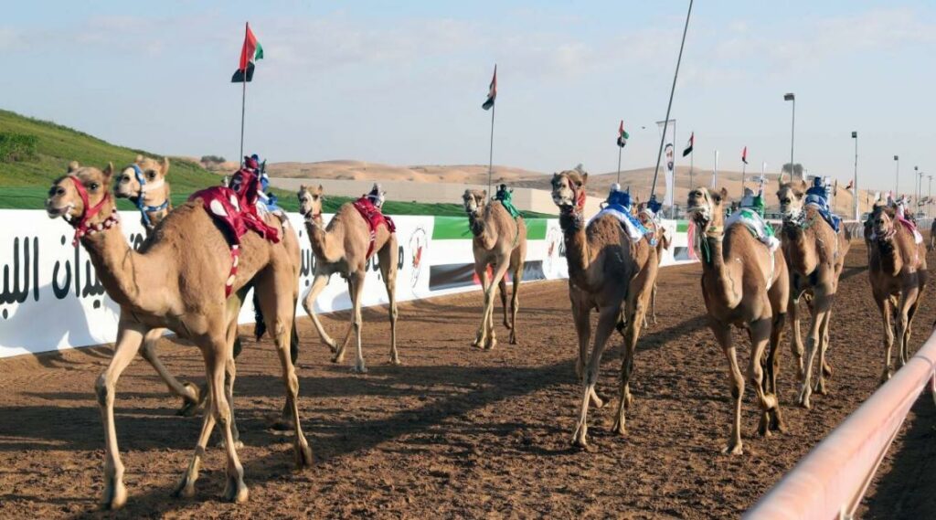 تحضيرات ضخمة للنسخة الـ 18 من مهرجان أم القيوين للهجن