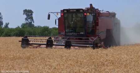 مصر.. رفع سعر توريد القمح المحلي إلى 41.32 دولار