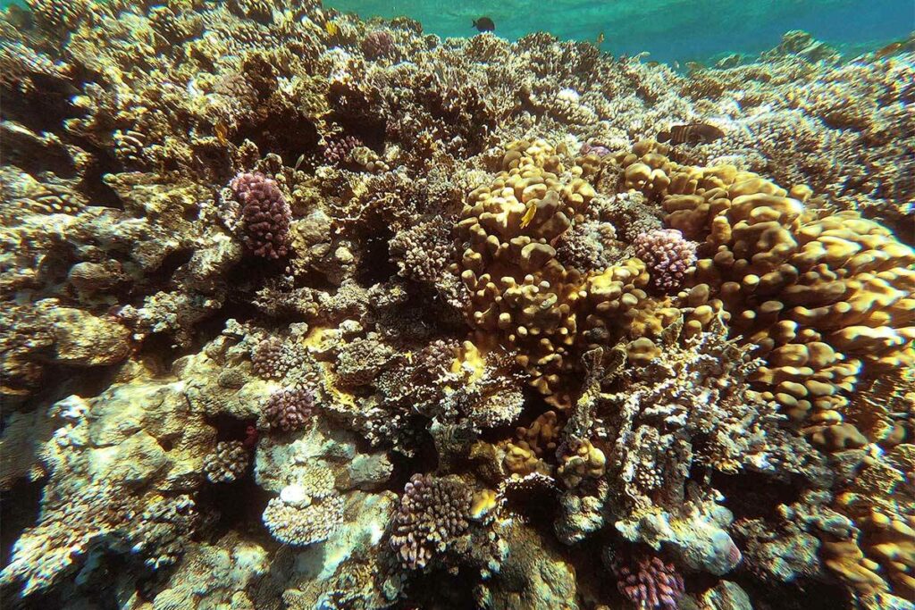 بعد غرق «روبيمار».. الشعاب المرجانية في البحر الأحمر معرضة للخطر