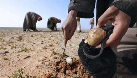 16 قتيلاً من جامعي الكمأة في انفجار لغم شمال سوريا