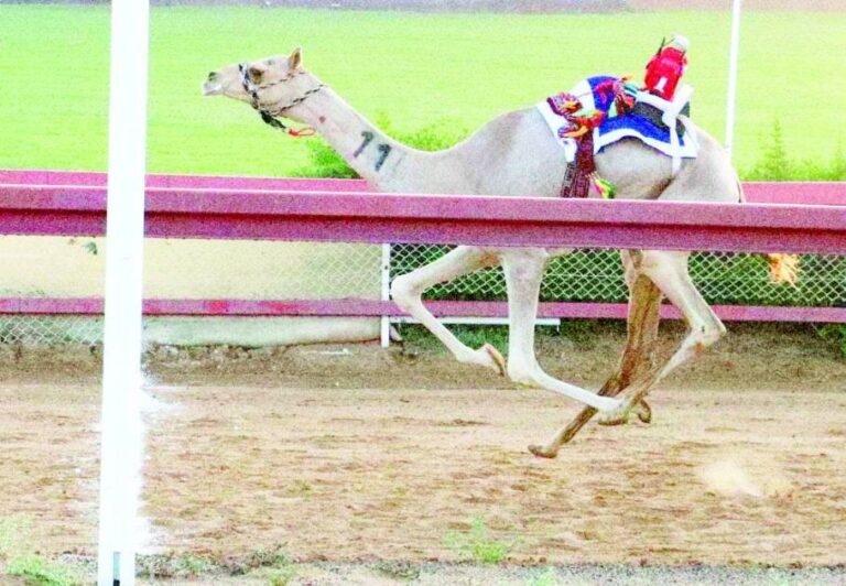 تواصل منافسات الهجن بميدان الذيد