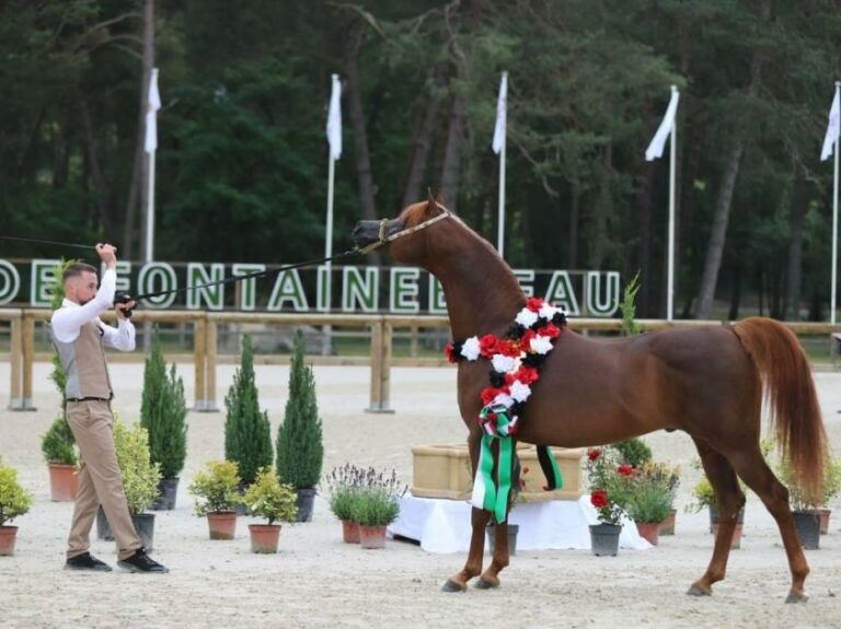 نجاح البطولة الـ 6 لكأس الإمارات العالمية لجمال الخيل العربية في مصر