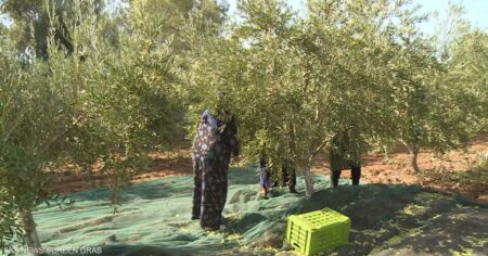 وزير تونسي يؤكد.. قطاع الزراعة يساهم بـ 10% من اقتصاد البلاد