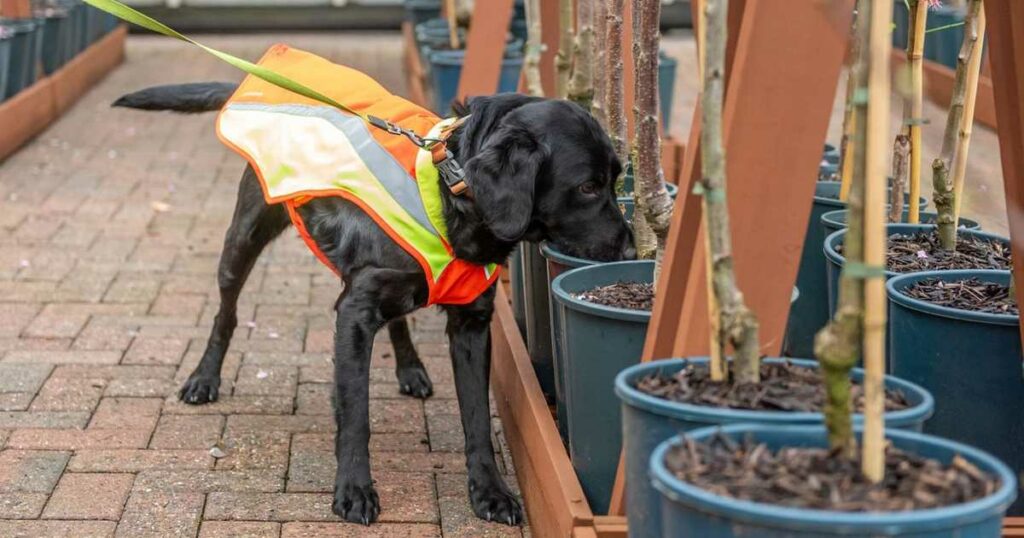 بريطانيا تستعين بكلب للكشف عن أخطر أمراض النباتات والأشجار