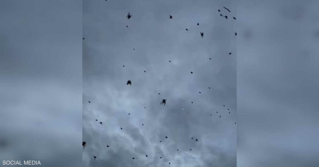 فيديو للسماء تمطر مئات العناكب.. وخبراء يكشفون السبب