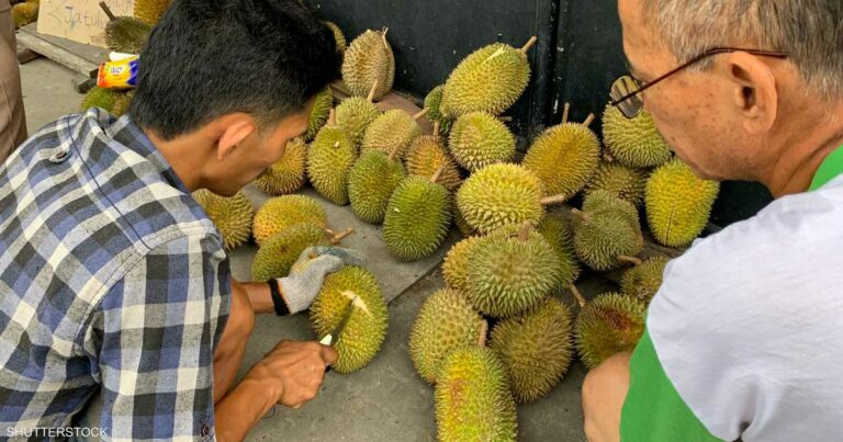 كيف تحولت فاكهة "الرائحة الكريهة" إلى كنز اقتصادي لدول آسيا؟