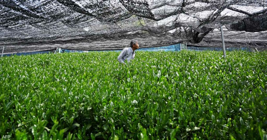لماذا تحول جنون الطلب على الماتشا إلى عبء على اليابان؟
