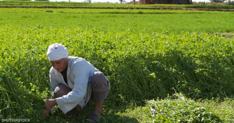 مبادرة لدعم صغار الفلاحين في جنوب مصر