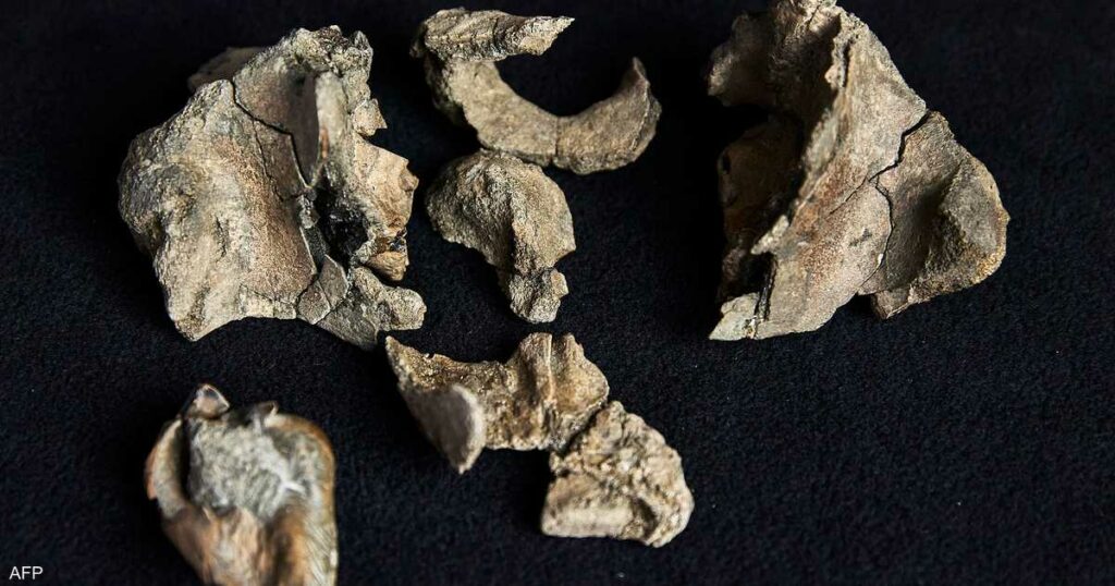 متحجرة تكشف عن حوت شرس عاش قبل ملايين السنين