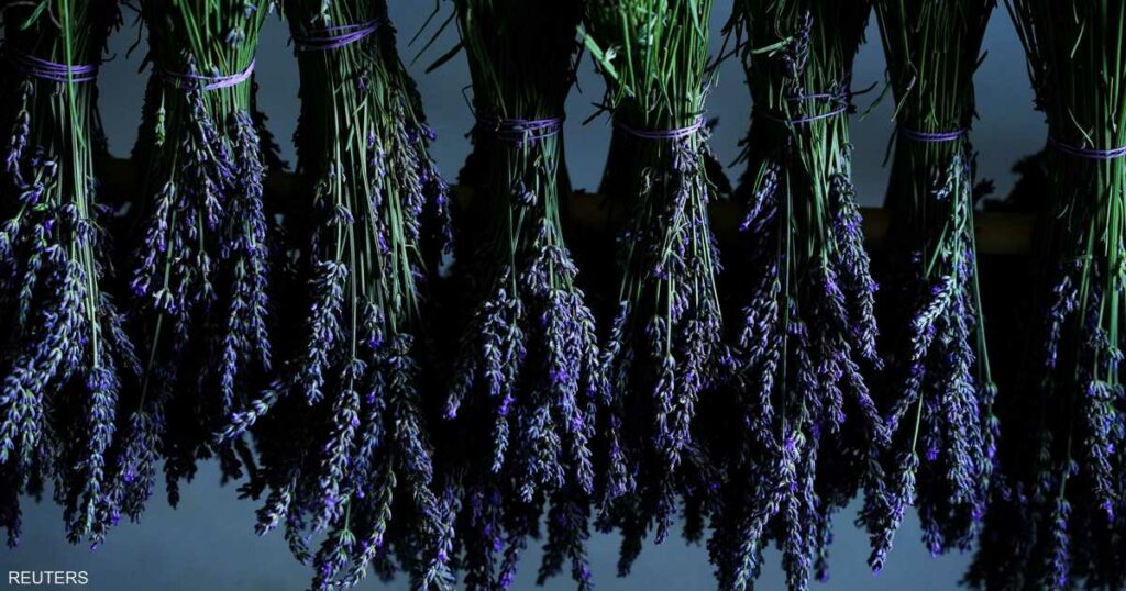 دون آثار جانبية.. زيت عشبة طبيعية قد يعالج القلق