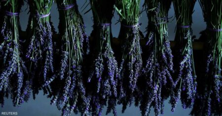 دون آثار جانبية.. زيت عشبة طبيعية قد يعالج القلق