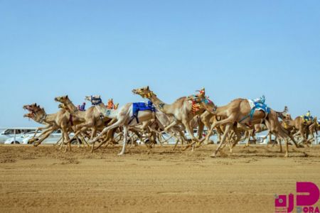 سيطرة سعودية في افتتاحية مهرجان ولي العهد للهجن 2025م و بحضور فهد بن جلوي على أرض ميدان الطائف التاريخي