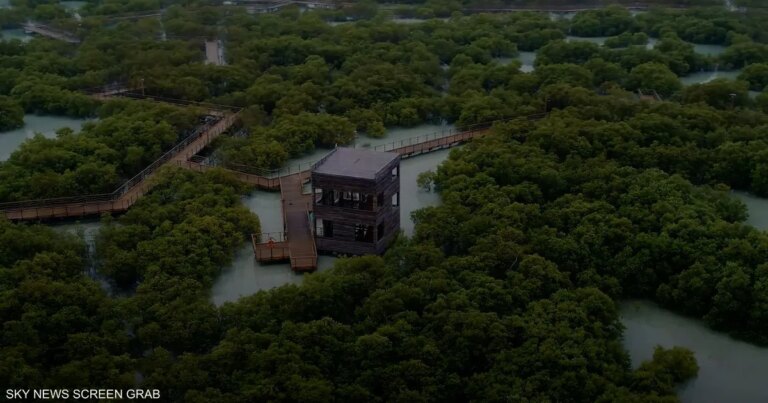 مبادرات وشراكات.. الإمارات في قلب الجهود البيئية الدولية