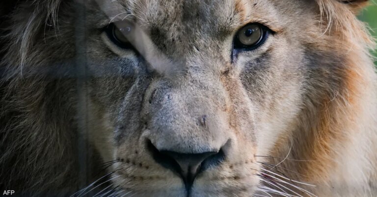 تخشاه الأسود والمفترسات.. الصوت الأكثر رعبا في الغابة