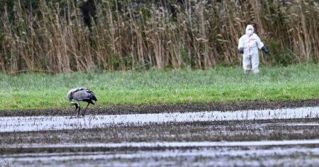وزير ألماني يدق ناقوس الخطر.. تفشي حالات إنفلونزا الطيور