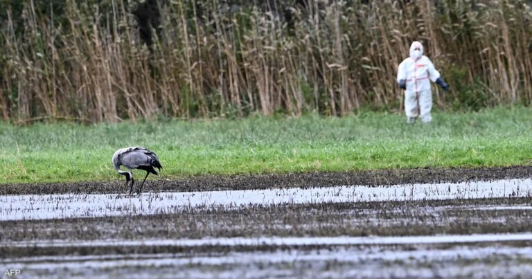 وزير ألماني يدق ناقوس الخطر.. تفشي حالات إنفلونزا الطيور