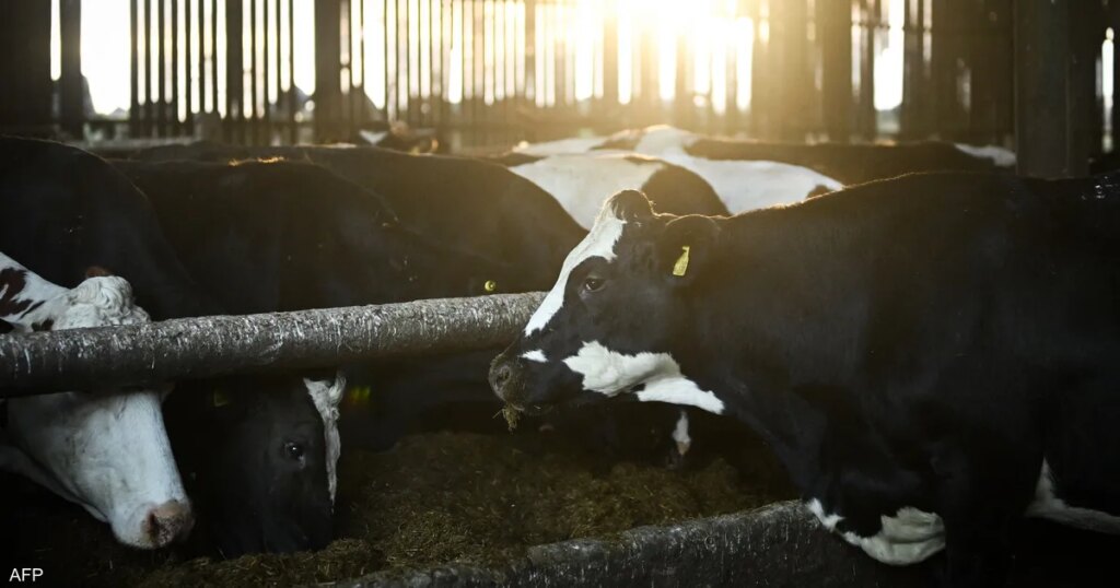 أوروبا تستعد.. رصد أول حالة لفيروس "اللسان الأزرق"