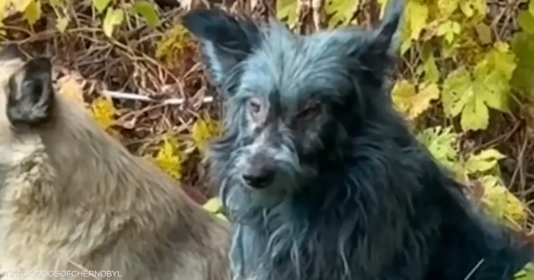 خبير أوكراني يكشف حقيقة ظهور "كلاب زرقاء" في موقع نووي