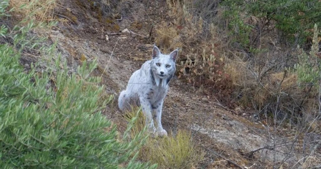 ظهور نادر لـ"الشبح الأبيض".. كيف تحول إلى اللون الفريد؟
