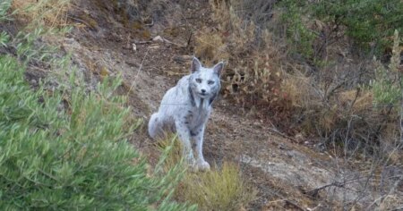 ظهور نادر للغاية لـ"الشبح الأبيض".. والباحثون يطرحون تساؤلات