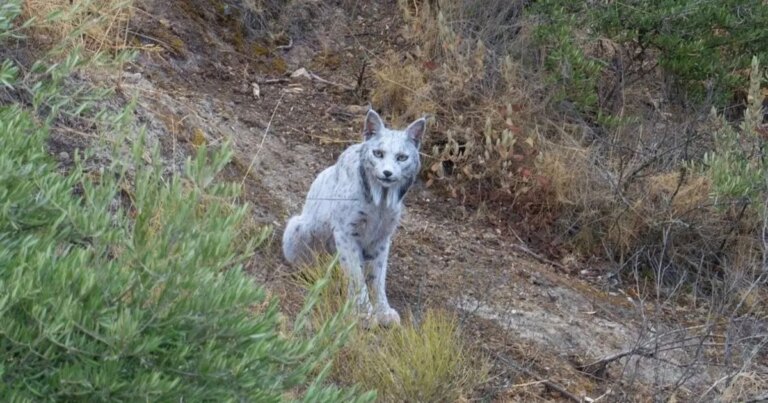 ظهور نادر لـ"الشبح الأبيض".. كيف تحول إلى اللون الفريد؟