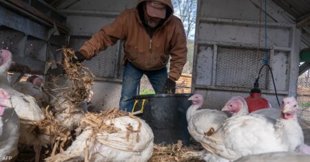 أميركا.. أول وفاة بسلالة نادرة من إنفلونزا الطيور