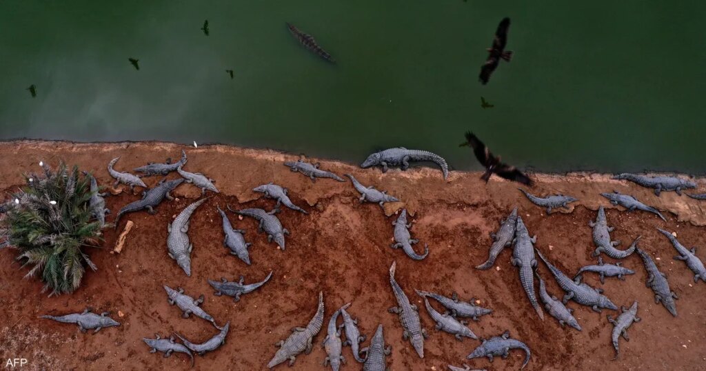 إسرائيل تكشف سبب "مجزرة التماسيح" في الضفة الغربية