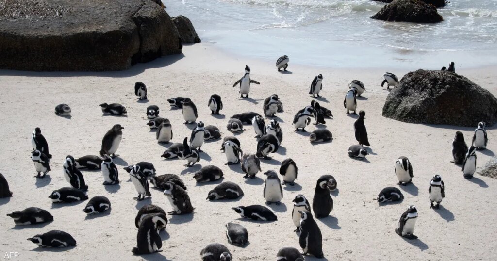 دراسة تكشف سر "نفوق 60 ألف بطريق".. أين وكيف ولماذا؟