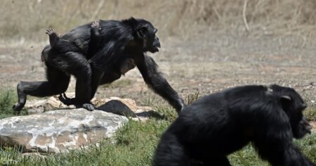 قرار أميركي مفاجئ بشأن "تجارب القردة"