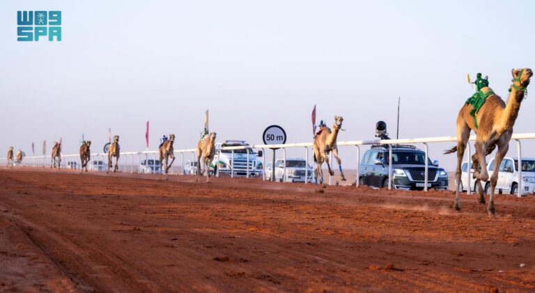 سباقات الهجن تختتم أشواط فئة “الحيل والزمول” في جائزة الملك عبدالعزيز