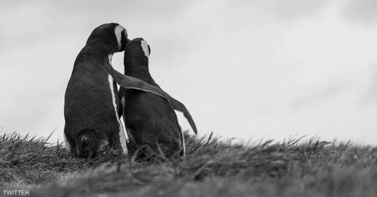 سول تلجأ إلى "بورورو البطريق الصغير" للقاء كيم جونغ أون