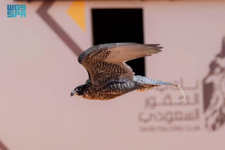 تتويج (12) محترفًا دوليًّا بكؤوس الملك عبدالعزيز في مهرجان الصقور 2025