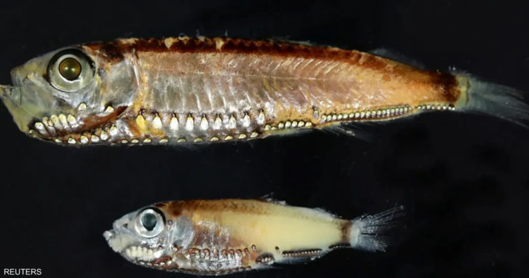 أسماك أعماق البحر تكشف نظاما بصريا يتجاوز "المألوف"