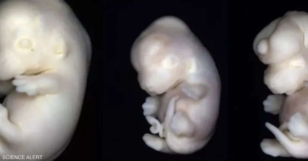 مواد في منزلك قد تشوه الأجنة.. دراسة تكشف مفاجأة مقلقة