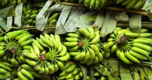 الموز الأخضر: فوائد صحية مذهلة في فاكهة غير ناضجة