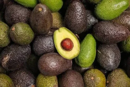 الأفوكادو.. صيدلية طبيعية تزخر بفوائد صحية مذهلة الأفوكادو.. صيدلية طبيعية تزخر بفوائد صحية مذهلة