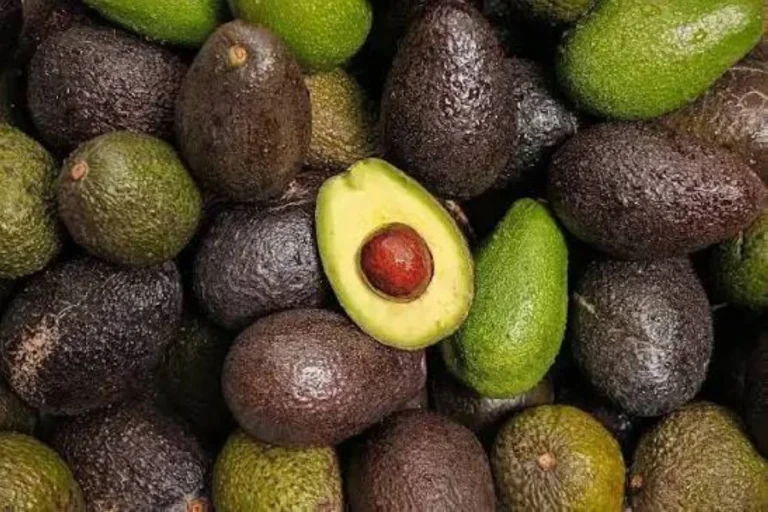 الأفوكادو.. صيدلية طبيعية تزخر بفوائد صحية مذهلة الأفوكادو.. صيدلية طبيعية تزخر بفوائد صحية مذهلة