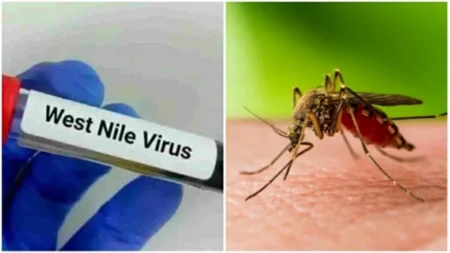 هولندا ترصد 9 إصابات بفيروس غرب النيل هولندا ترصد 9 إصابات بفيروس غرب النيل