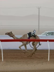 «تمويل» تتصدر الشوط الأول للحقائق في التمهيدي الثالث بمهرجان العين