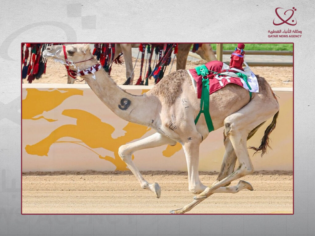 الهجن القطرية الفركية تتوج بكأس الجذاع في مهرجان ولي العهد السعودي